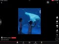 Beluga whale jumpscare