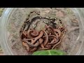 Walking inside mountain to Millipede | Hunting lots big millipedes #animal #pets