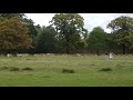 Bushy Park | Beautiful Deer Running | London Park