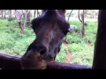 giraffe tongue.MOV