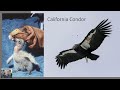 Learn All About Vultures (Including a Sketching Demonstration)