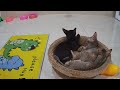 Funniest Cats And Dogs Videos 2024😹You Laugh You Lose 🐶