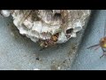 Australian Paper Wasps Building