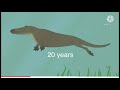 Evolution of whales: from dinosaur day to present day