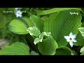 【ガーデニングVlog】２０２４年もガーデニングは楽しい♪ 癒される植物集めました❣️Recommend healing plants