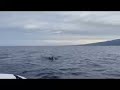 Pod of Pilot Whales Kona Hawaii