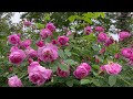 【4K】早朝の京成バラ園🌹2023年5月14日 Keisei rose garden early in the morning