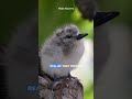 No Nest Needed: The White Tern's Unique Egg-Laying Habit