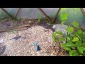 BioDome Systems: The Aquaponic Chronicle- A Geodesic Dome Journey Pt 15 Vertical Farming Mk1