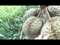 Đi thăm vườn sầu riêng trái như thế nào/How to visit a durian garden/Thanh Thi Vlog