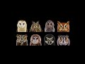 ORDINARY OWLS 🦉