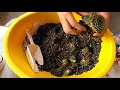 how to prepare succulent soil at home...