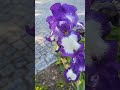 BEARDED IRIS #flowers #viral #trending