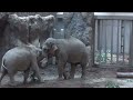 【父と対面】タオはみんなで守れ！シーシュの大声と激しい遊び~アジアゾウ5頭が勢揃い~Asian Elephant Herd