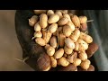 Modern Marvels: Nutritional Wonders of Nuts (S13, E28) | Full Episode | History