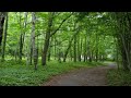自然の音景色L　静かな森 （野鳥の鳴き声） ・ Nature Sound