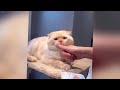 😸 Best Cats Videos 🐱🐕 Funniest Animals 2024 🐱😹