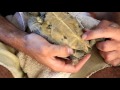 Gopher Tortoise Conservation in Alabama