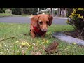 Dot's first Cane Toad