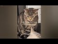 Funny DOGS and CATS Videos 2024 🐱😹🤣 Best Funniest Animal Videos of July 😻