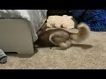 Goofy dog under the bed