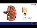 Quercetin: An Update on Evidence-Based Clinical Use