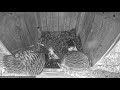 LDF Piekūnēns 183 izlido no būra 22.06.2024. / Third kestrel chick leaves the nest