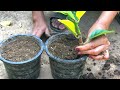 of grafting jackfruit branches with watermelon yields