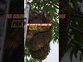 Bee colony on a branch of a mango tree in Pembroke Pines #bee #beelover #beelife #shortsvideo