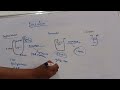 Biosynthesis of insulin // Biochemistry // #biochemistry #hormones #insulin #medicalbiochemistry