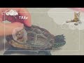 スケボー亀は自分のことを◯◯だと思っています【The skateboarding turtle thinks of himself as ◯◯.】