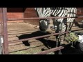 Another Zebra Flick
