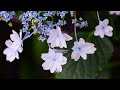 白山公園付近の紫陽花は咲き始め:久しぶりの散策-Hydrangeas at Hakusan Park TOKYO