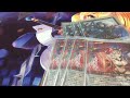 Poison In Paradise, Eva DivineZ Brandt Gate deck profile!