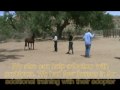 Mustang Training at the Largo Canyon School