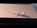 Spike The Bearded Dragon vs. The Cricket