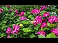 A Tour of My Stunning Hydrangea Garden | A Collection of Beautifully Colored Blossoms