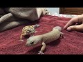 Gecko Presidential Election