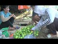 Passion fruit harvesting process.  The lotus pond is surprisingly lush after 1 month of care