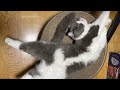 のび〜〜〜〜る猫(stretching cat)