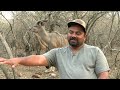 Buffalo ,Crock and  Plains Game Hunt in South Africa