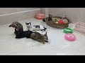 CLASSIC Dog and Cat Videos 🐶 😹 1 HOURS of FUNNY Clips