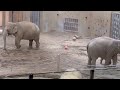 ニャインお姉ちゃんが来る気配を感じて、タオちゃんターボでお出迎え🐘💨😊　12月10日 円山動物園　アジア象