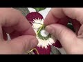Embroidery for beginners || Daisy Flower Embroidery Design. | DIY RocelAzoulay