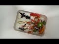 Greatest Catching Tiny Loach Video, Ornamental Fish, Koi Fish, Butterfly Fish, Catfish, Betta Fish