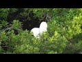 Multi Species Egret Rookery - Threatened.