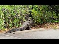 400+lb Gator Attempts Pool Entry 4.24.23