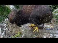 Hungry Eaglets Vic and Sid.  June 28, 2024