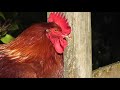 Cock sound Rooster sound_মোরগের ডাক_আজওয়ার_চয়েজ