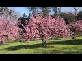 Cerisiers du Japon en fleurs à Chatenay Malabry